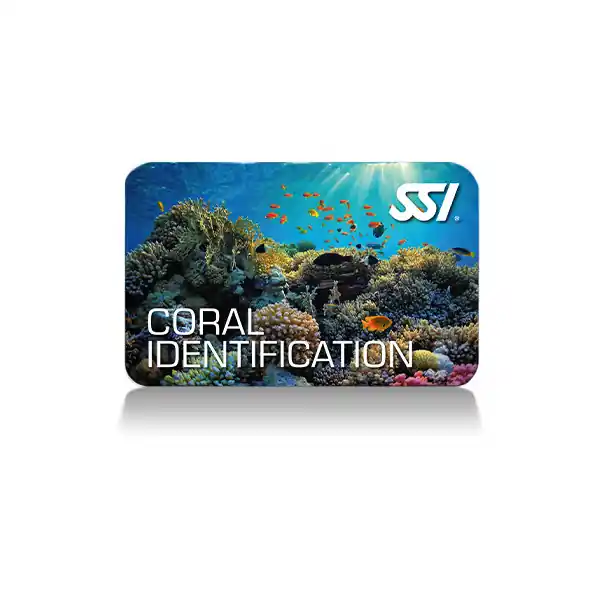 Billig Coral Identification (Online-Kurs)