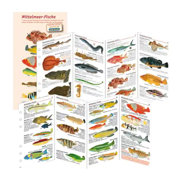 Fischkartenset Mittelmeer Saisonangebot